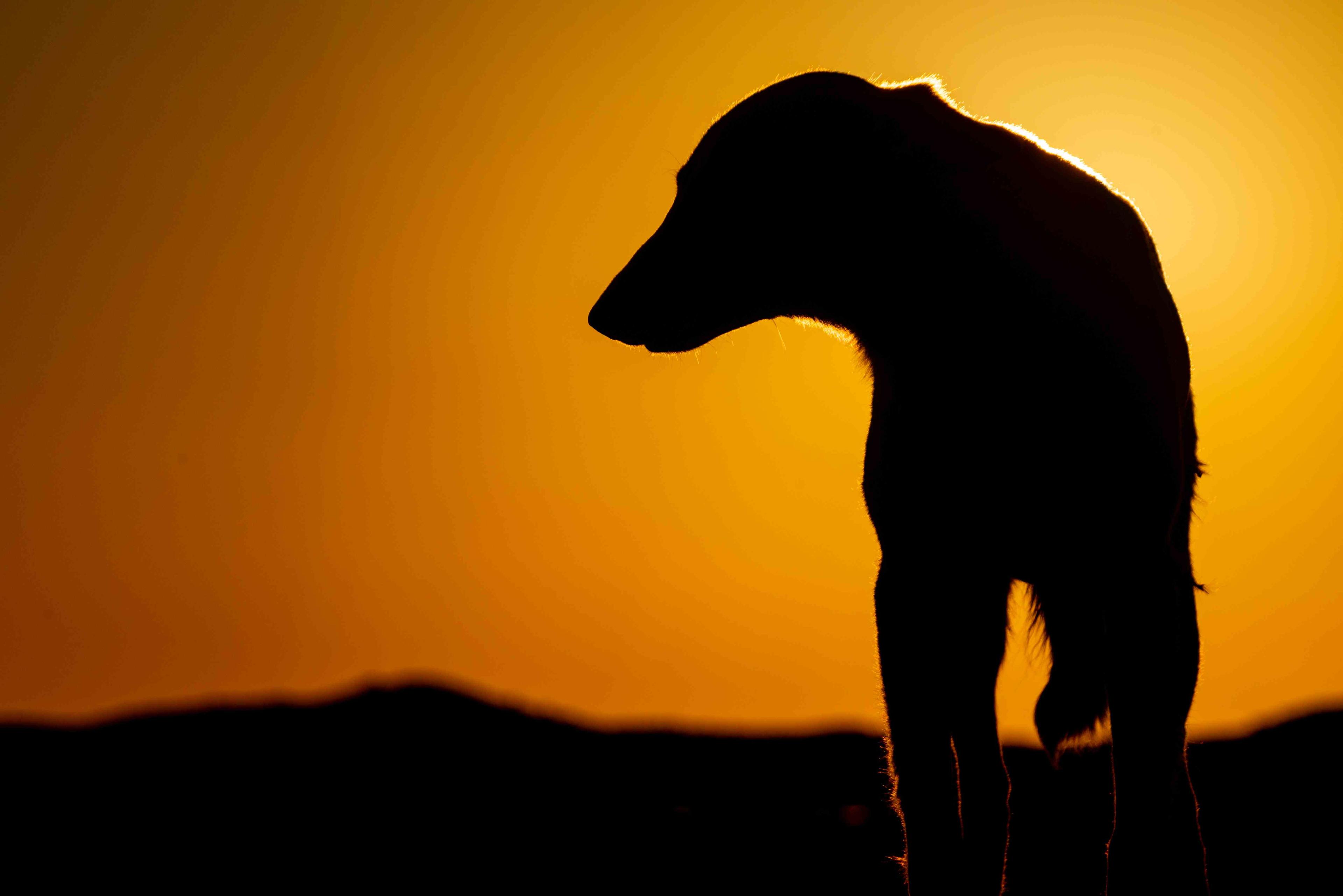 Wild dog