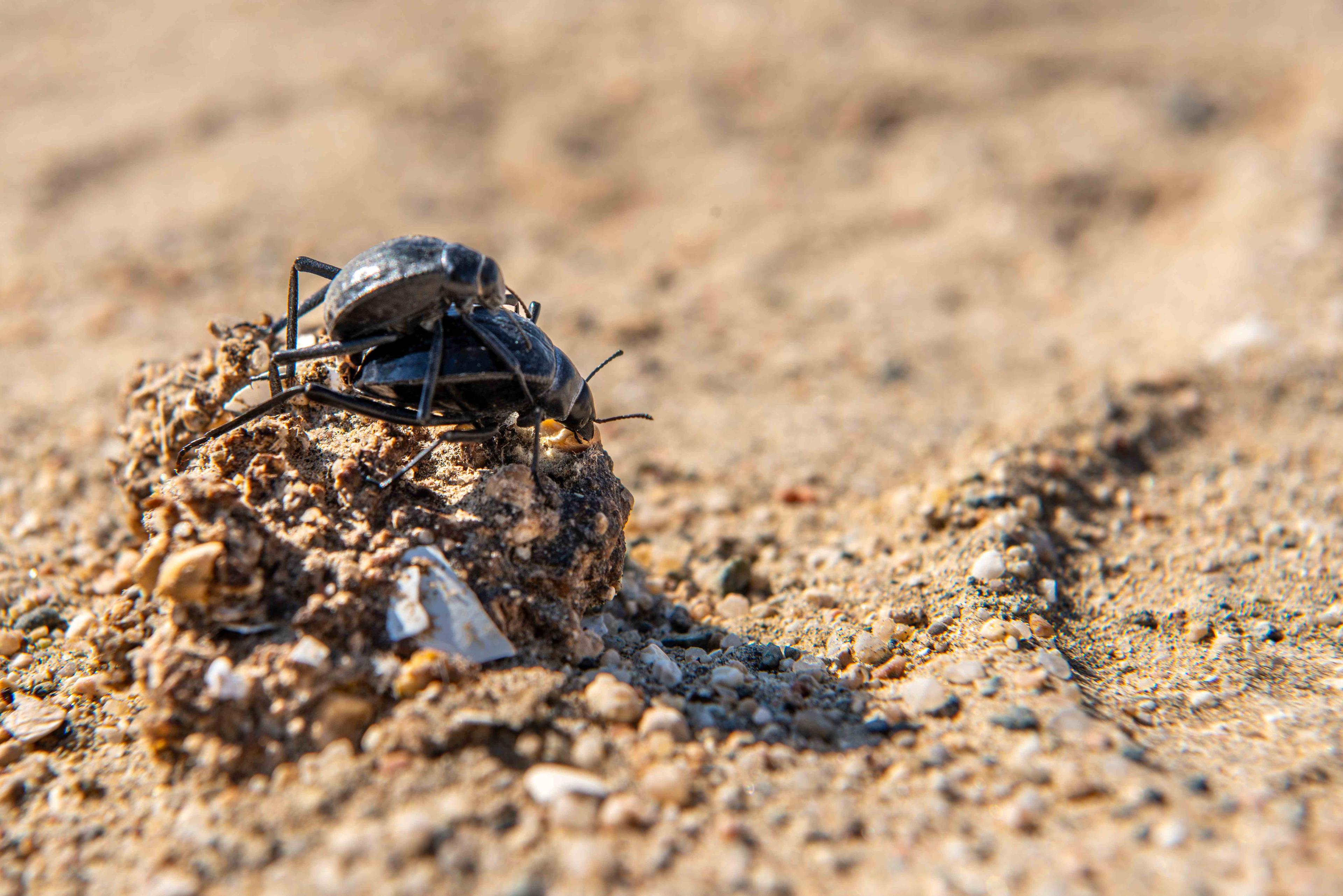 Beetles
